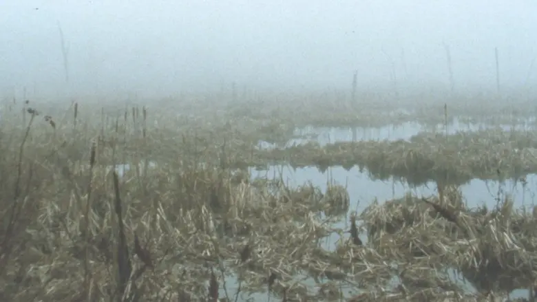 Early Spring Wetlands (2023)