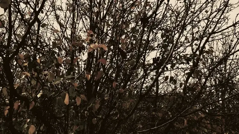 Meshes of an Autumn Afternoon (2016)