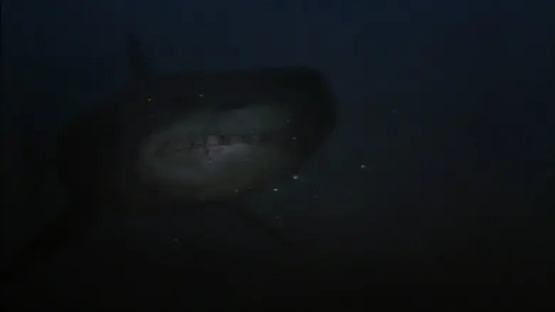 Shark Hunter (2001)