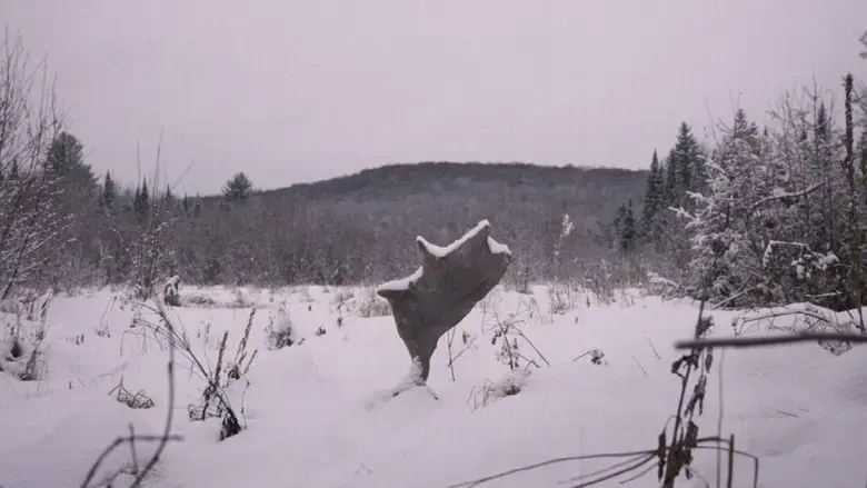 Festin boreal (2024)