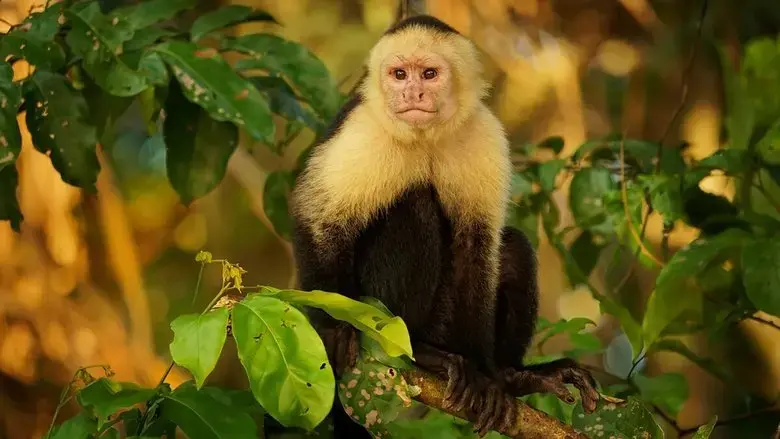 Nicobar Islands: A Monkey's Long Tale (2024)