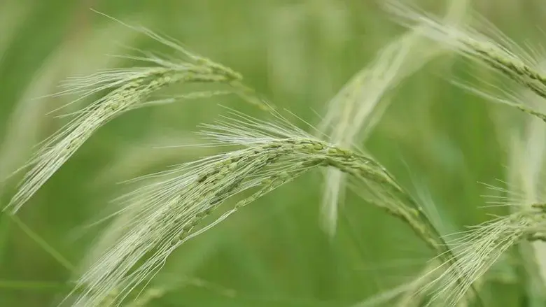 Rice People (2022)
