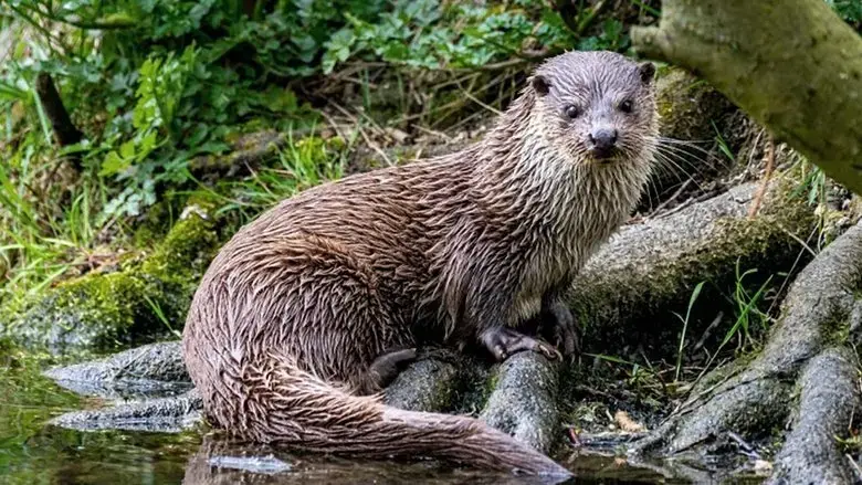 The Otter: A Legend Returns (2020)