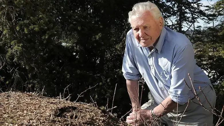 Attenborough and the Empire of the Ants (2017)