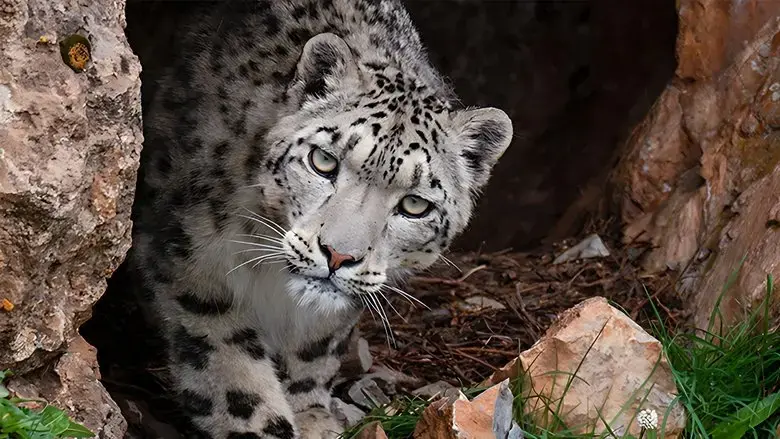 Snow Leopards and Friends (2023)