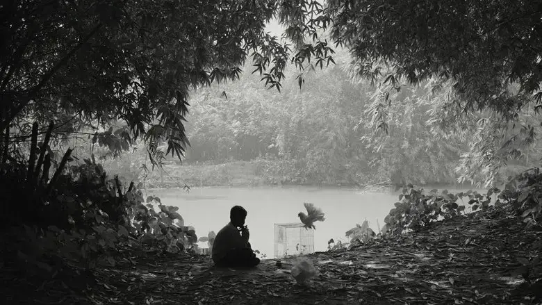 The Pair of White Pigeons (2025)