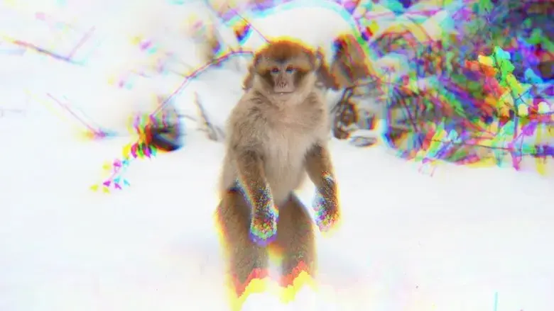 monkey facts. (2025)