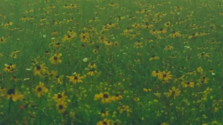 Mountain Wildflowers (2024)