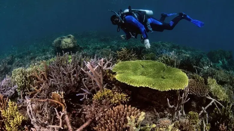 Super Reefs (2024)