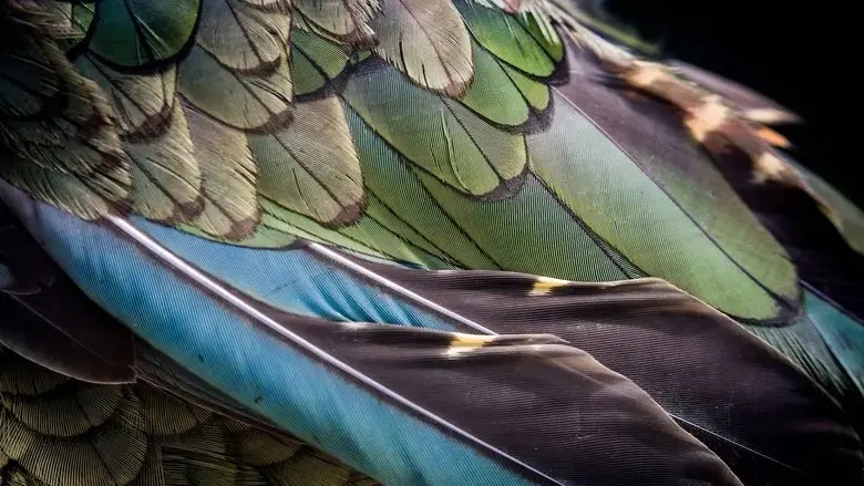 The Birds of Play (2019)