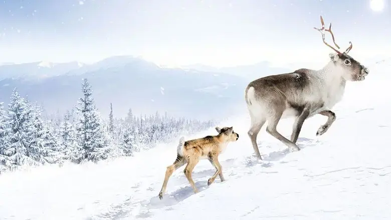 A Reindeer's Journey (2018)