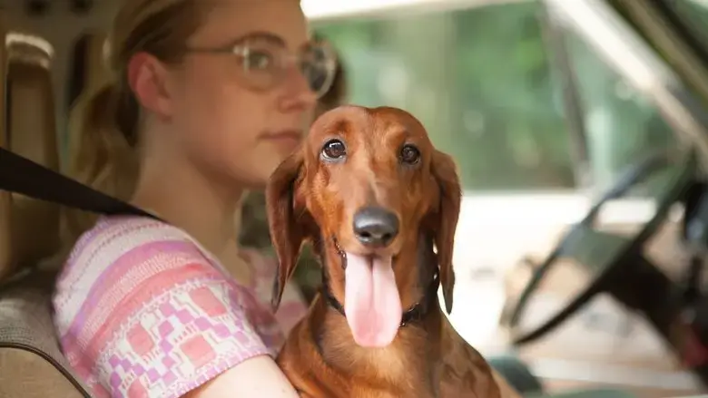 Wiener-Dog (2016)