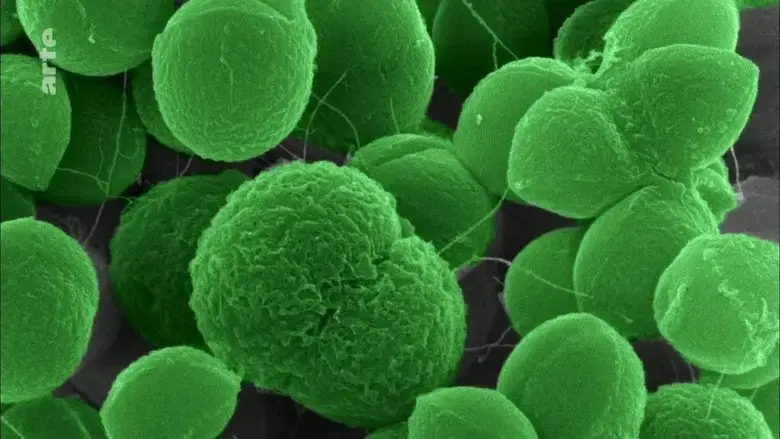 The Nature of Things: The Antibiotic Hunters (2015)