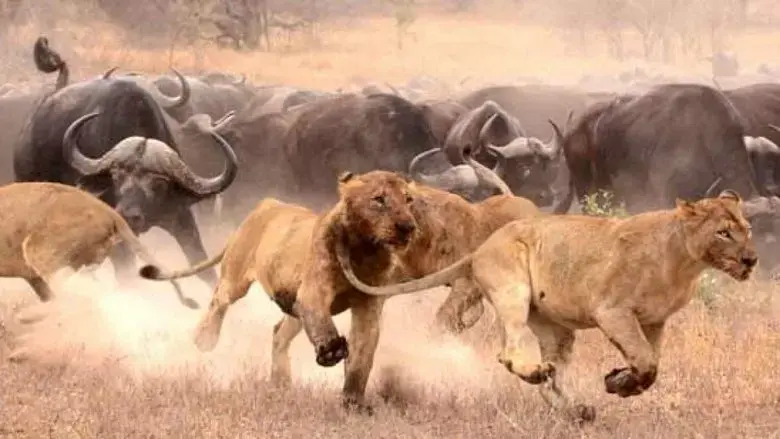 Lions: The Hunt for Survival (2021)