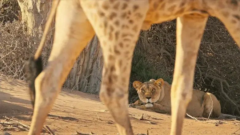 Lions of the Skeleton Coast (2025)
