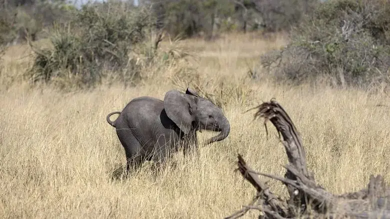 Naledi: A Baby Elephant's Tale (2016)