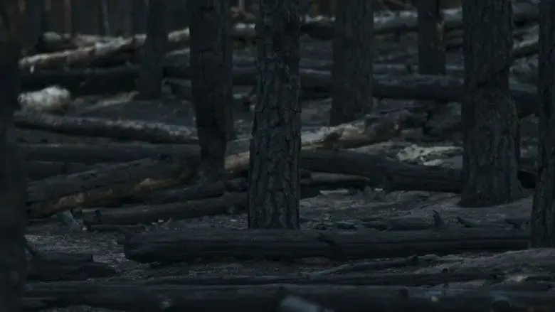 No Shade In The Forest (2025)