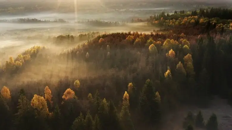 Wild Romania (2021)