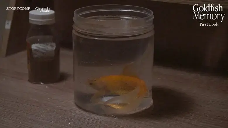 Goldfish Memory (2025)