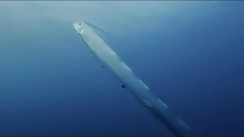 Regalec, premiers contacts avec le poisson roi (2019)