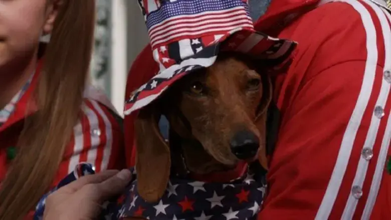 Wiener Dog Internationals (2015)