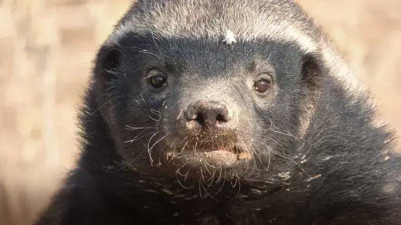 Honey Badger: Grit (2018)