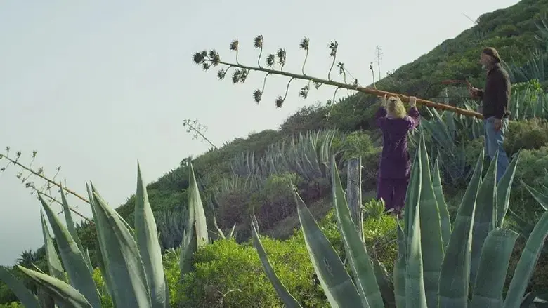 The Island (2018)