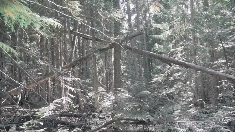 Bigfoot Encounters in the Pacific Northwest (2021)