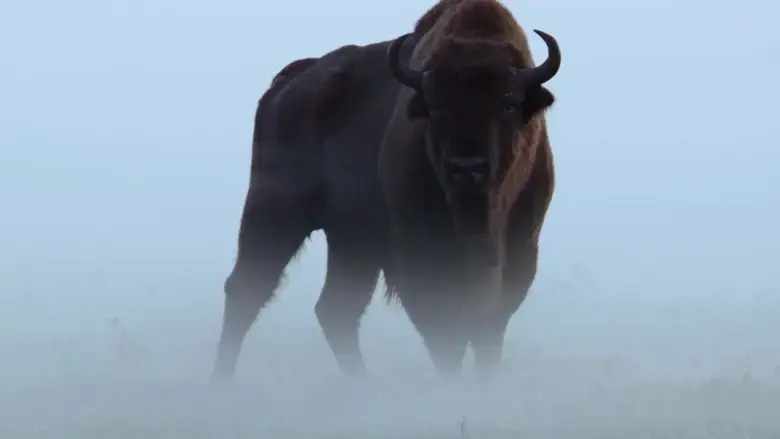 Le Bison d'Europe, colosse de la foret (2023)