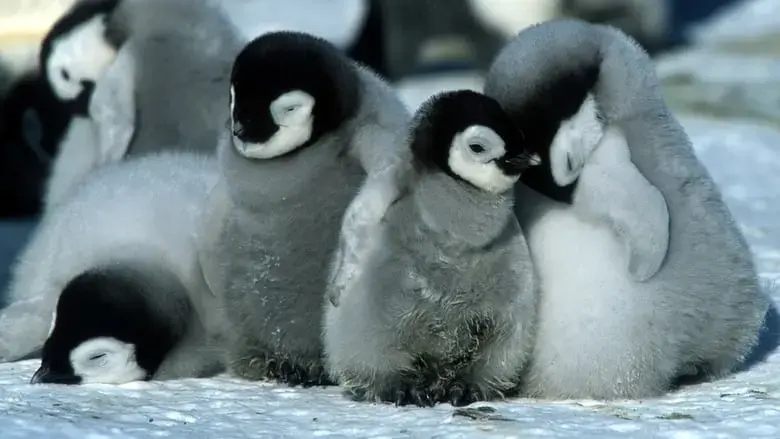 March of the Penguins (2005)