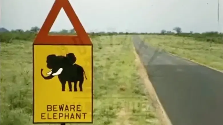 The Elephant & The Room (2024)