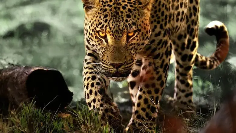 Living with Leopards (2024)