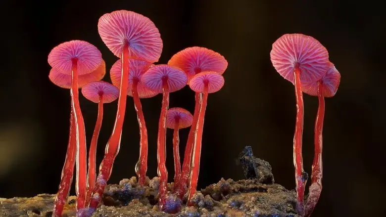 Fungi: The Web of Life (2023)