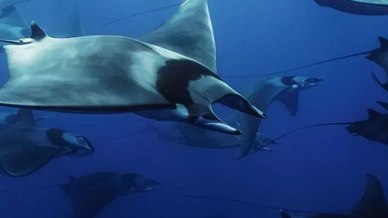 Mobula, la legende des diables (2025)