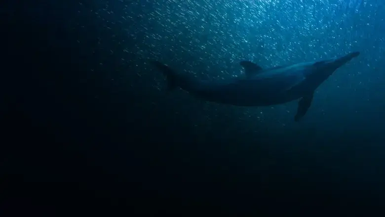 Sardine Run, le plus grand festin de l'ocean (2022)