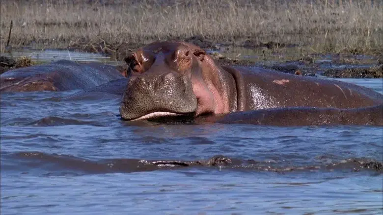Dark Side of Crocs (2015)