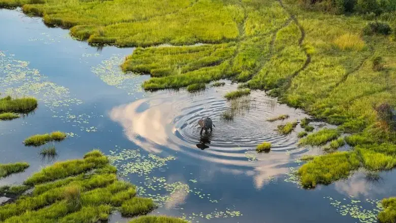 Okavango: A Flood of Life (2021)