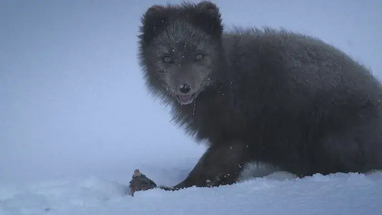 The Arctic Fox: Still Surviving (2015)