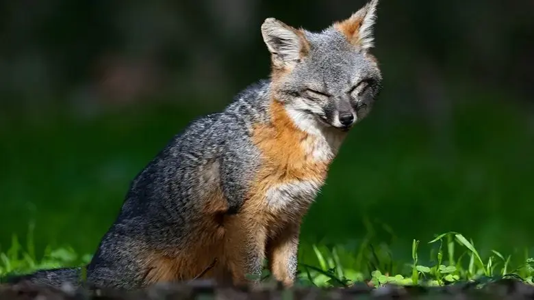 Le renard qui a sauve son ile (2024)