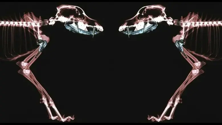 Rottweiler (2004)