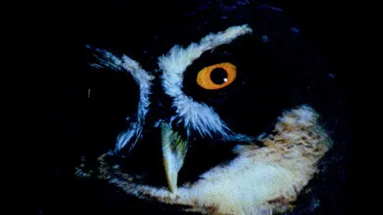 Animal Eye (2025)