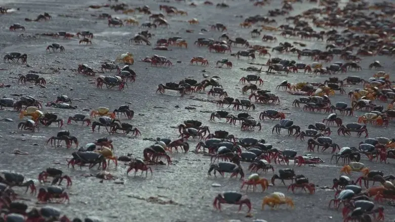 Providencia March of the Crabs (2020)
