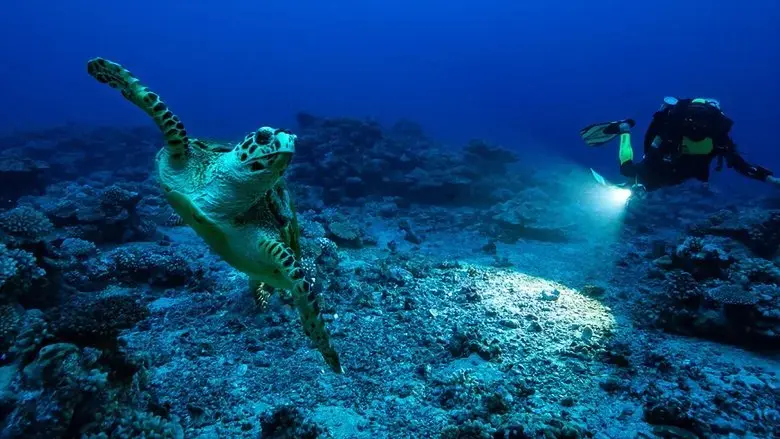 Perpetual Planet: Heroes of the Oceans (2021)