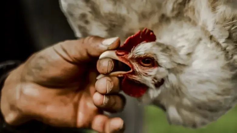 Gallinas (2023)