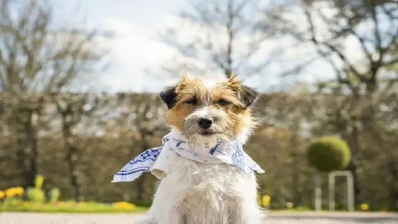 Zitterinchen (2022)