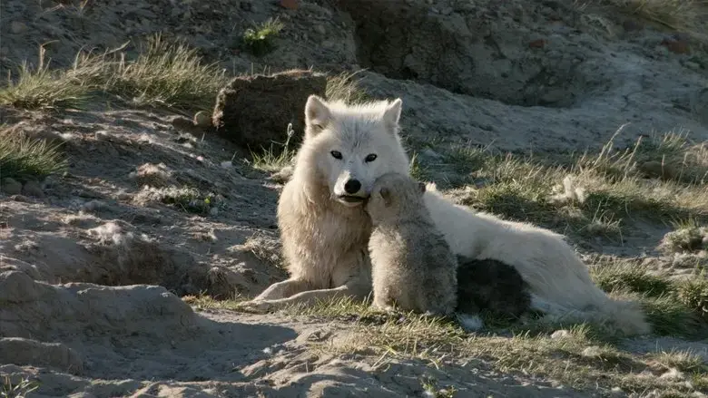 White Wolves: Ghosts of the Arctic (2017)