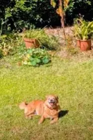Frida