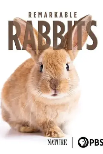 remarkable-rabbits-2020