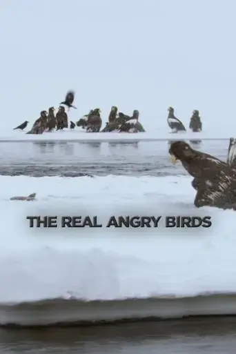 the-real-angry-birds-2014