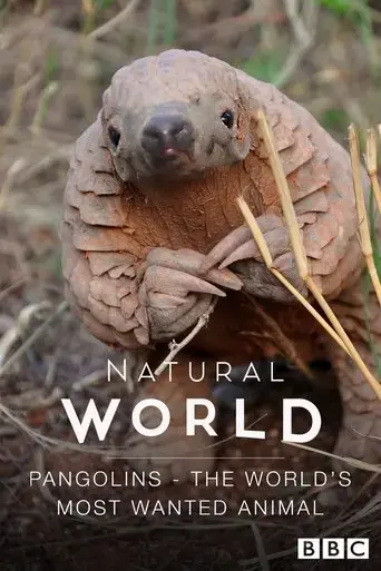 pangolins-the-world-s-most-wanted-animal-2018